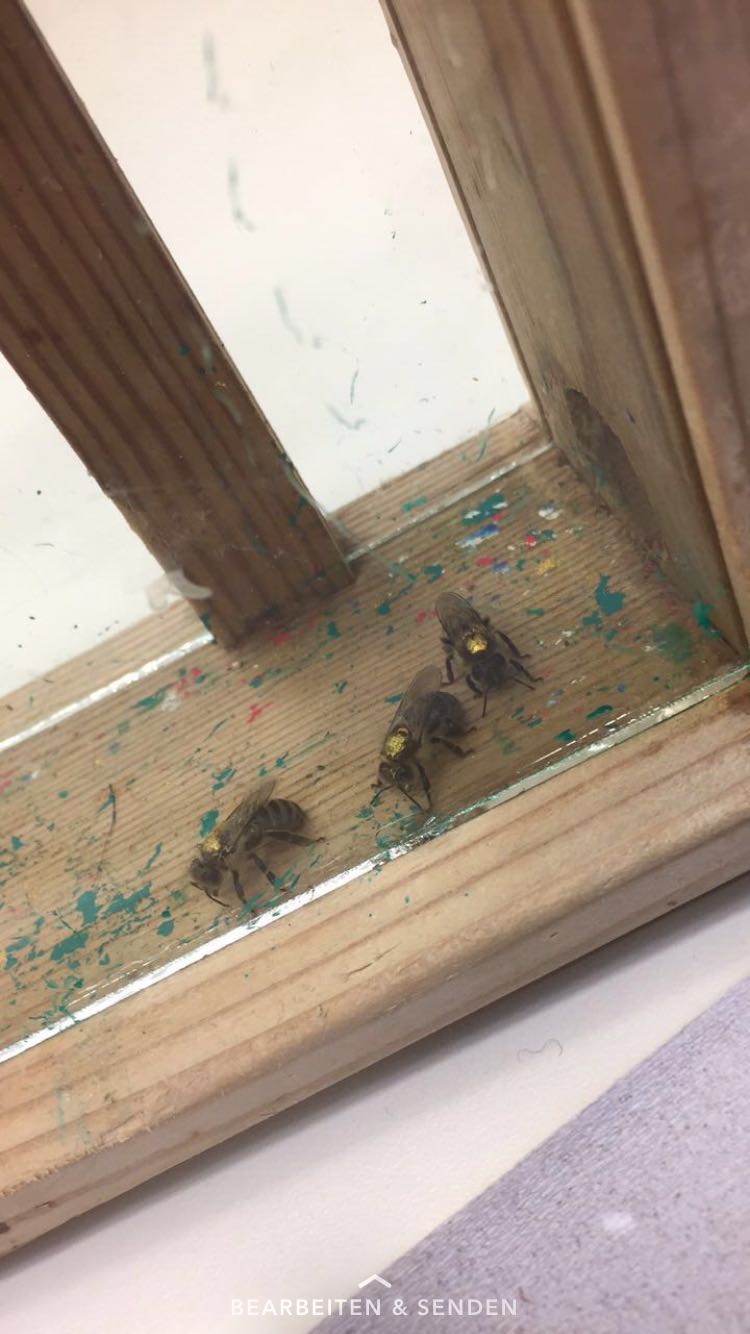 Bienenworkshop an der KF-Uni Graz